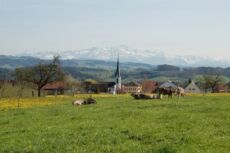 Panorama mit Kühen und Säntis.JPG